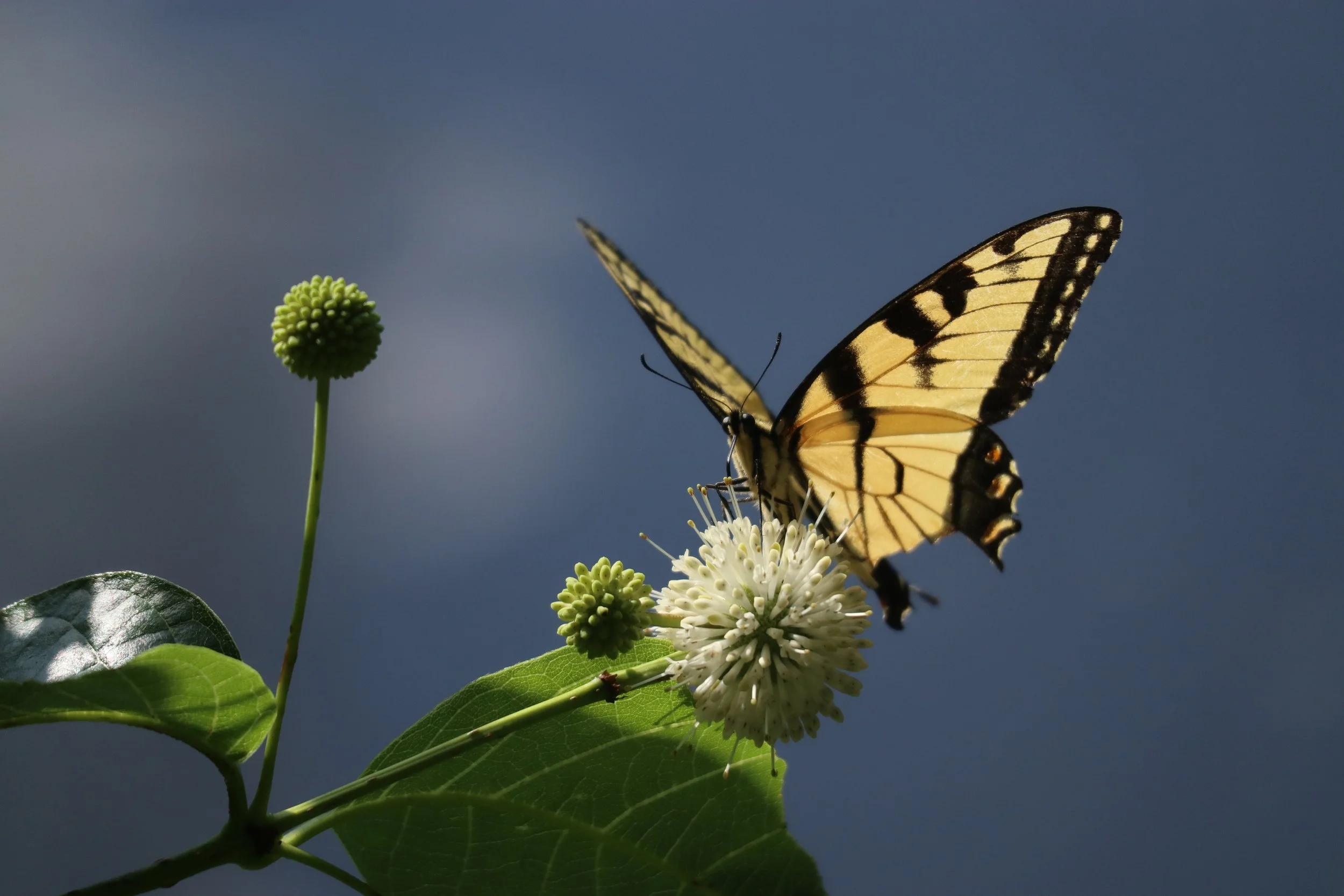 Butterfly up close and personal