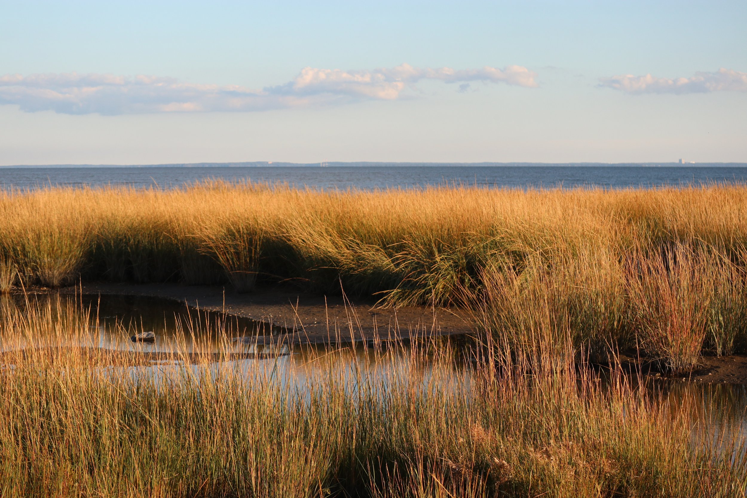 Grasses in the evening