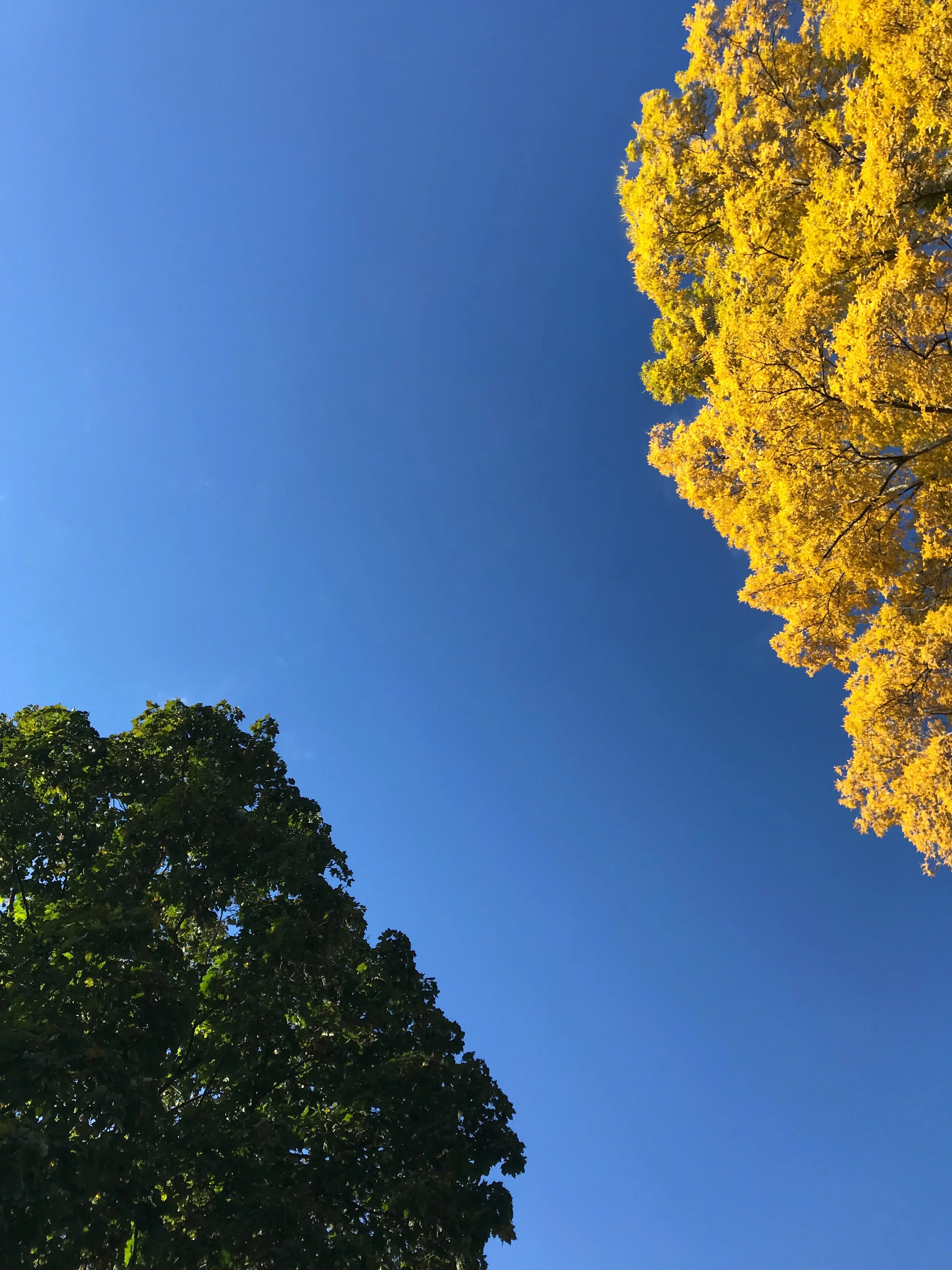 Blue sky with trees