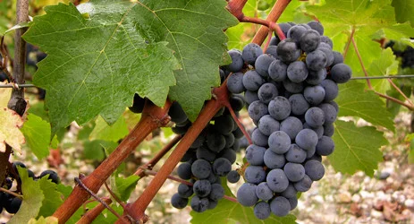 134044_cabernet-sauvignon-civb.jpg