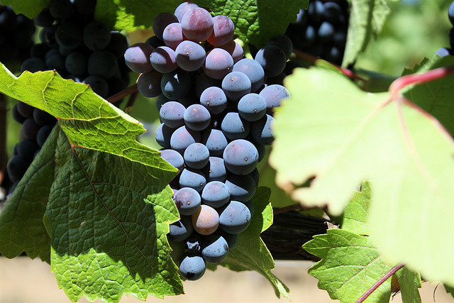 20110612-pino-noir-grape-amateur-tastealong.jpeg