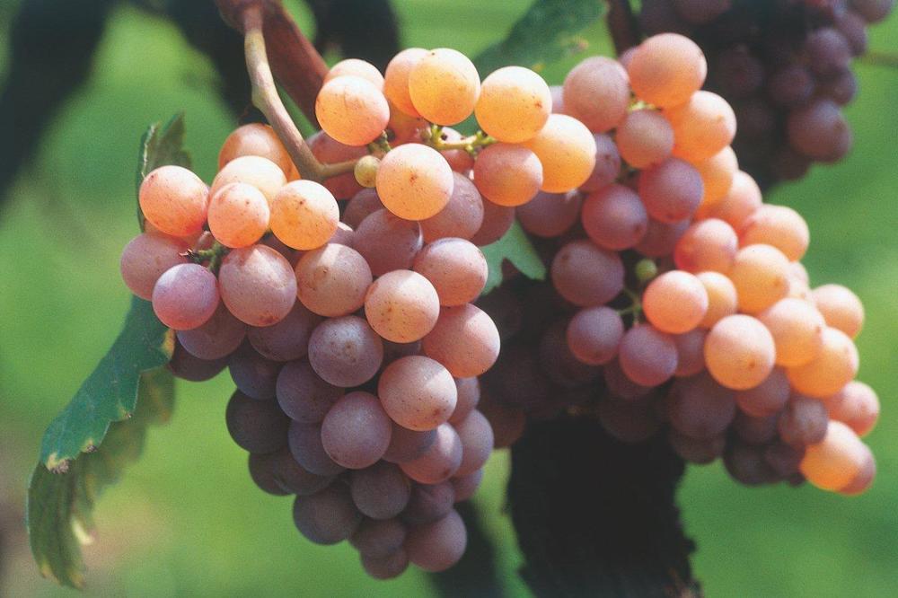 al_gewurztraminer-grape.jpg