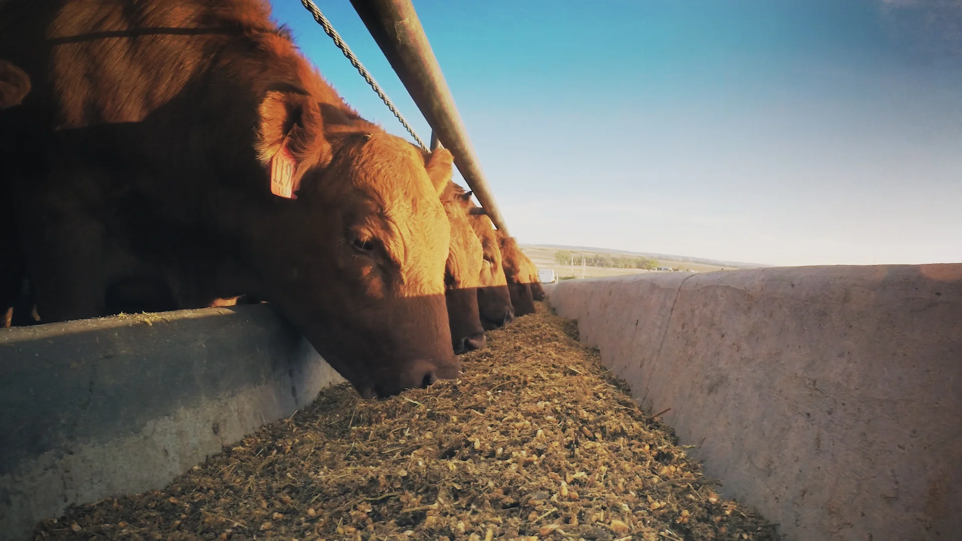Red Cattle.00_00_01_02.Still001.jpg