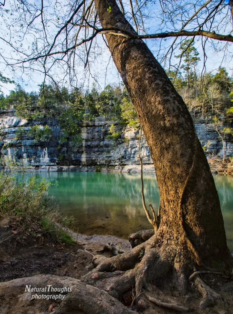 tree at buffalo (Medium).jpg