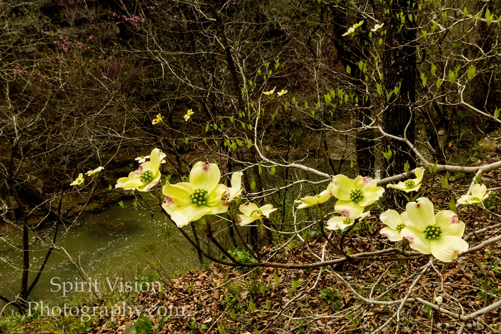 Country spring time.jpg