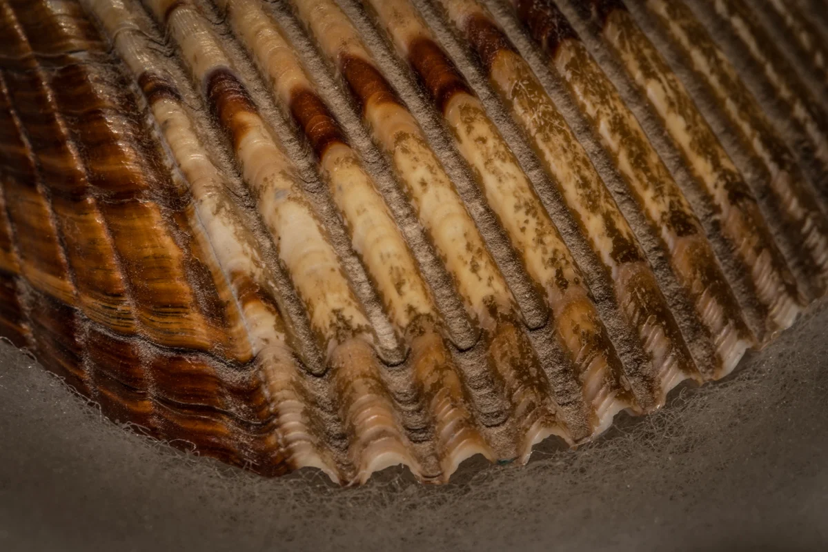 Shell