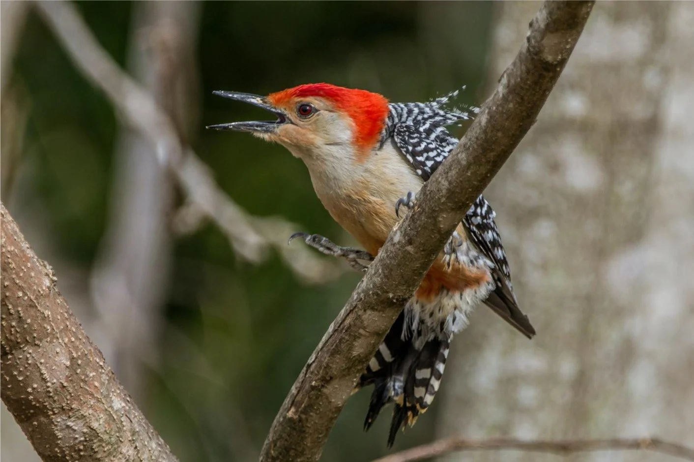 &quot;Ruffled Feathers&quot; by &copy; Nancy Ryder was among our top placing photographs in the SWMCC 3rd Quarter Competition. Learn more about how you can participate along with us in the future:  www.swmocameraclub.org