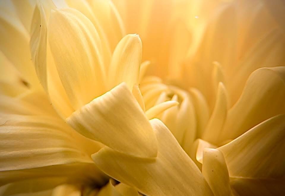 MACRO PHOTOGRAPHY was the subject at hand during our most recent SWMCC meeting. With that inspiration, members were encouraged to try it on their own. Here is a lovely example from club member, &copy; Randy Connell. Great job, Randy!

Learn more abou