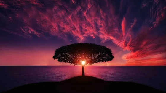 tree of inspiration.jpg