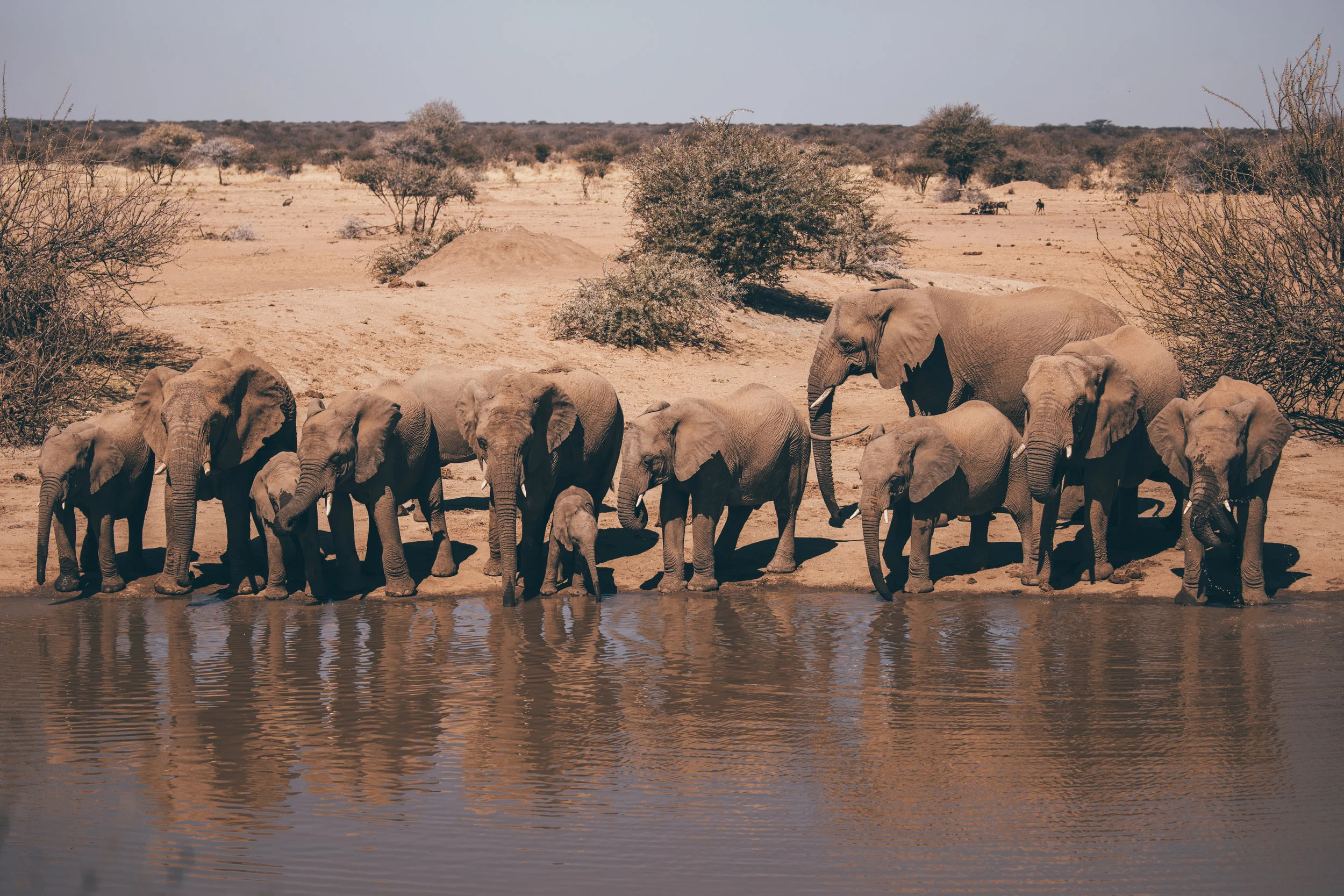 A herd of elephants stops by the watering hole at lunch