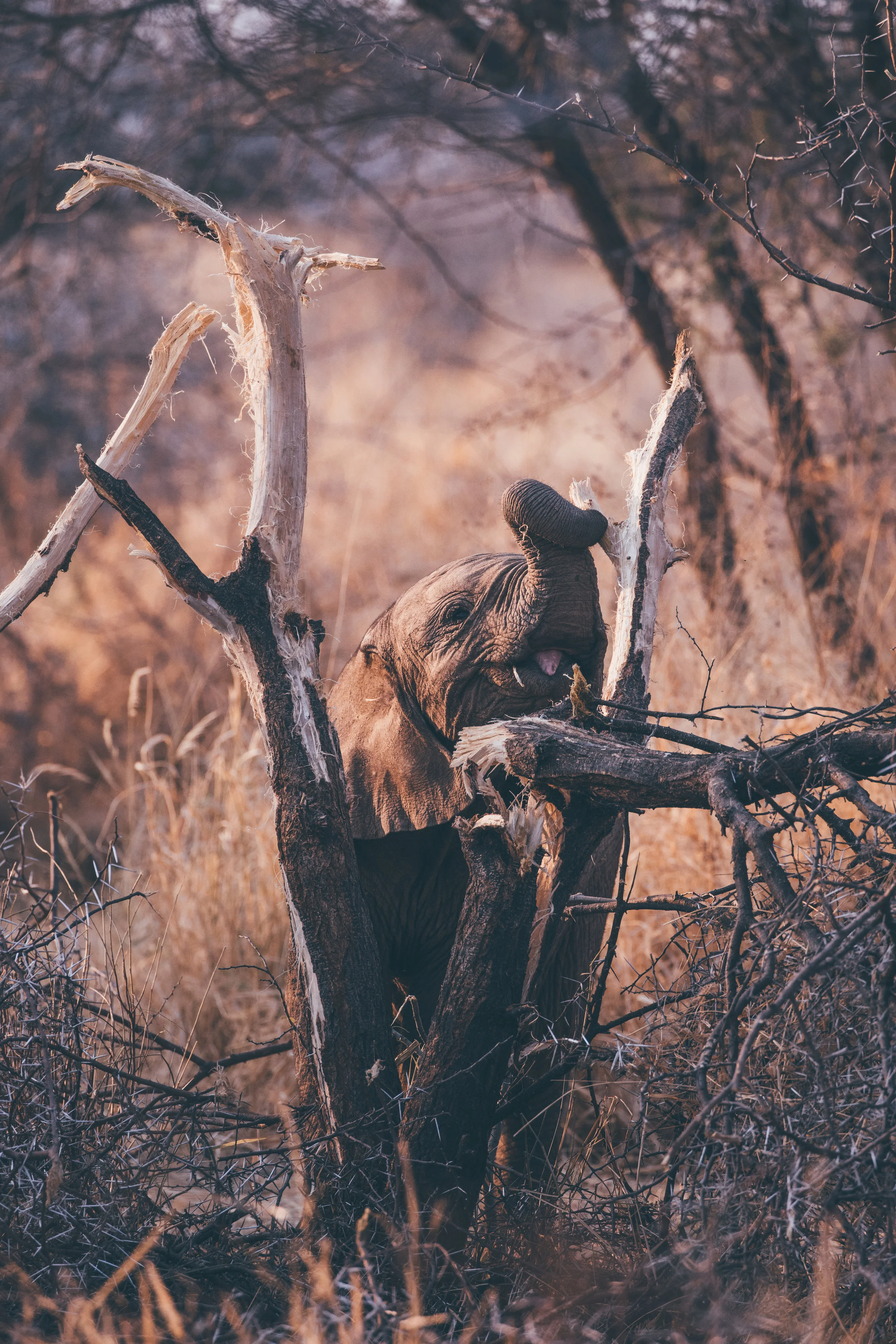 The smallest baby in the herd attempts to fell a tree trunk
