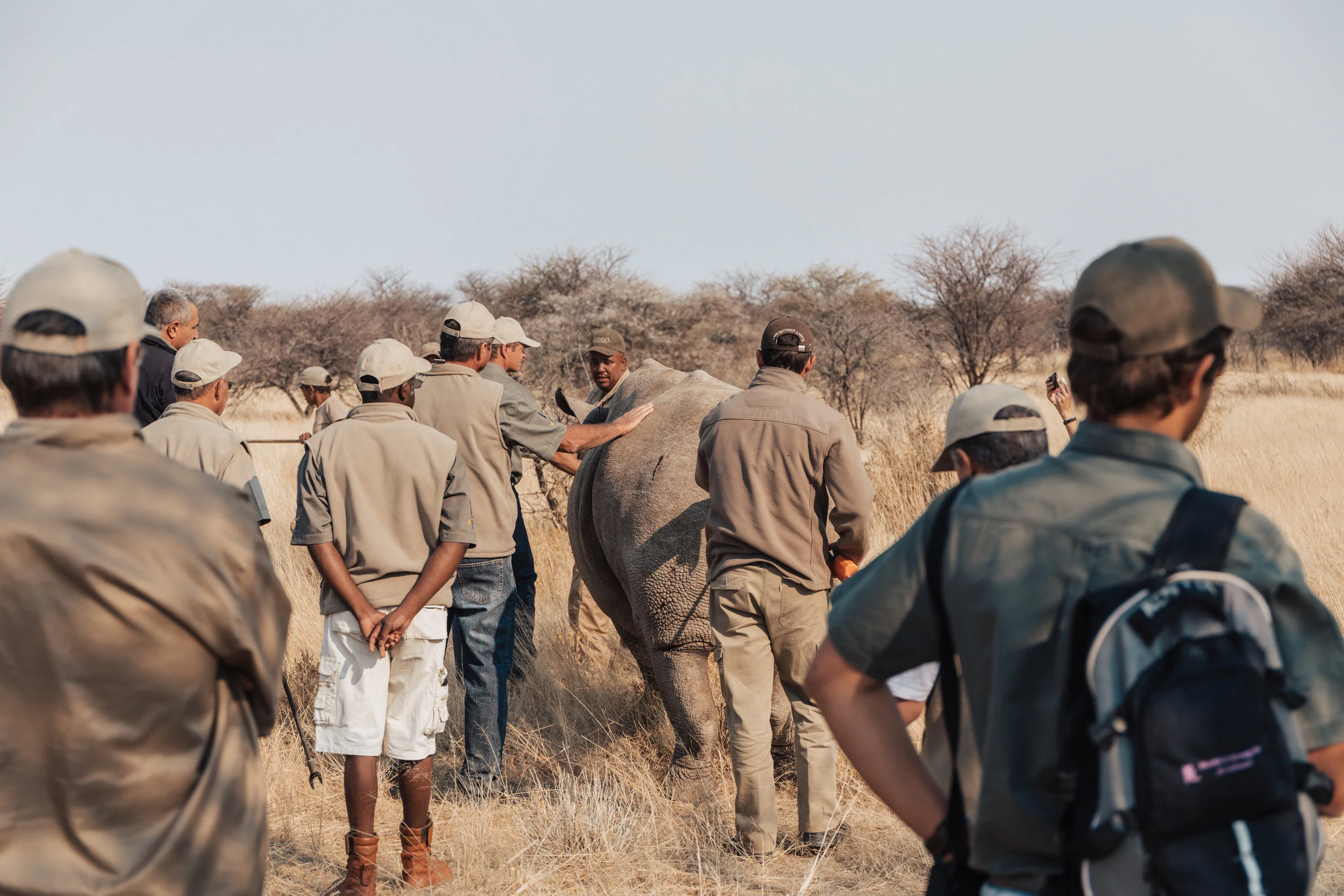 The vets and reserve workers help the white rhino to its feet