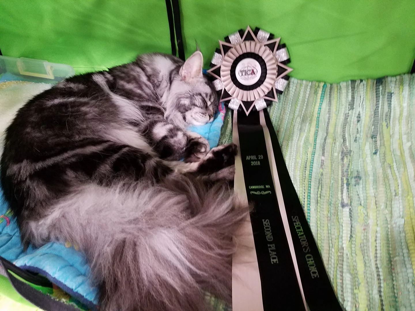 Dracoonfly Prince Fergus takes a nap with his ribbon