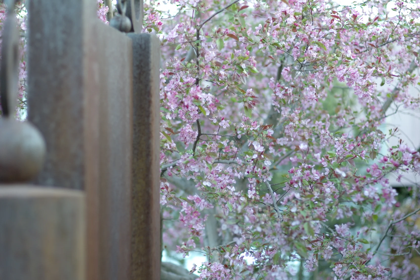 Bell and blossoms.jpg