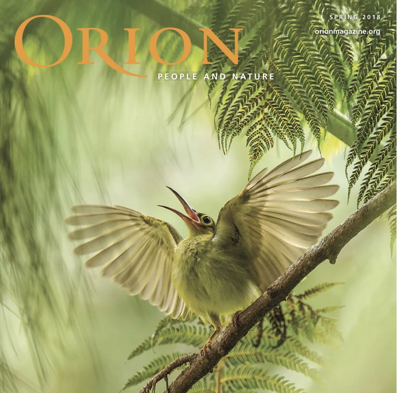 Orion cover image.jpeg