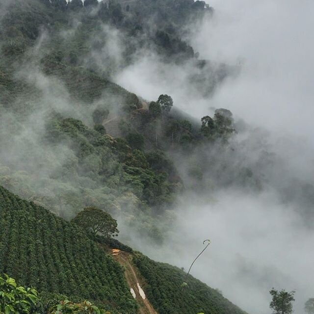 Nov 2019/ Meeting and speaking with coffee producers on challenges they face// Slide#2: Changing weather patterns increasing the presence of pests/// Looking forward to the coming year working on practical solutions in a changing climate 🌍🌎🌏