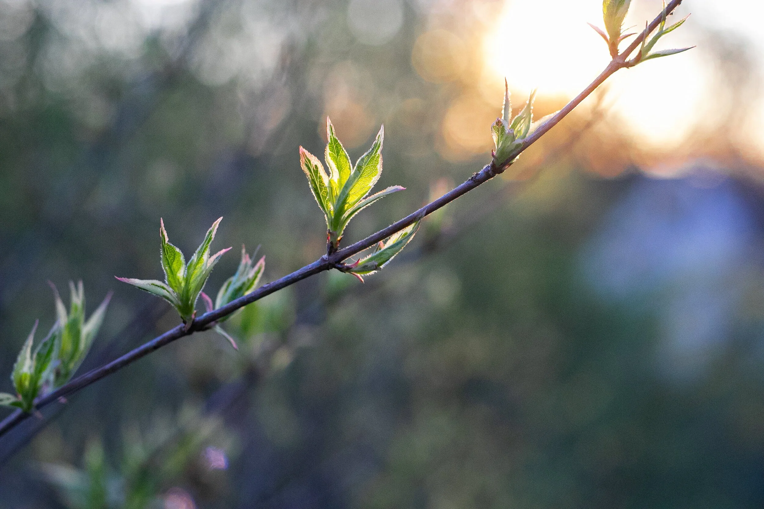We begin each day greeted by their smiles: a poem