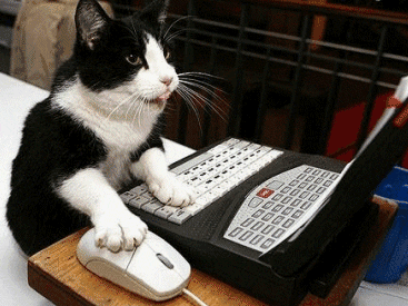 cat cropped.gif