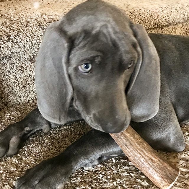&quot;My sweet little Kai got a special delivery today. My friend from Mountain West Antler Co. sent him his first antler that will save my table and chairs and shoes...I love that his antler was wrapped with care! He absolutely loves it!&quot; -Alic