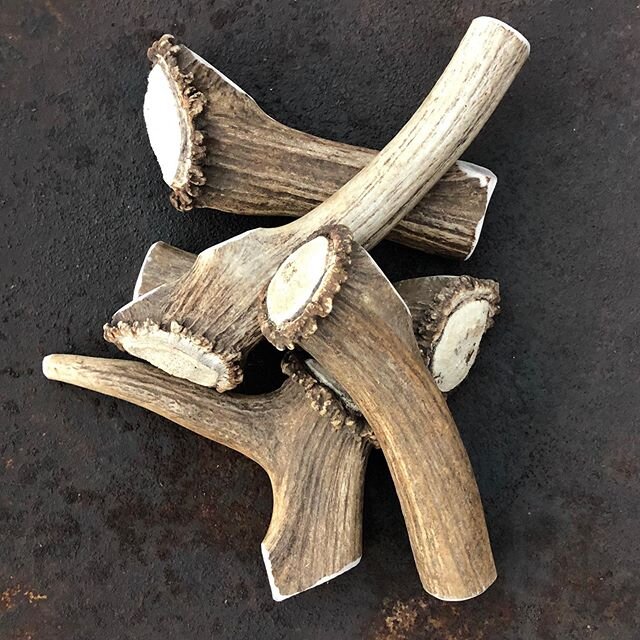 *NEW PRODUCT*
Elk antler SUPER chew with base. For the heaviest of chewers. #mwantlerco #elkantlerchew #gooddog #superchewer