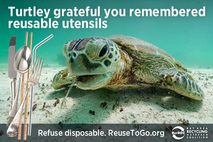 bayROC_turtle_700x467res.jpg