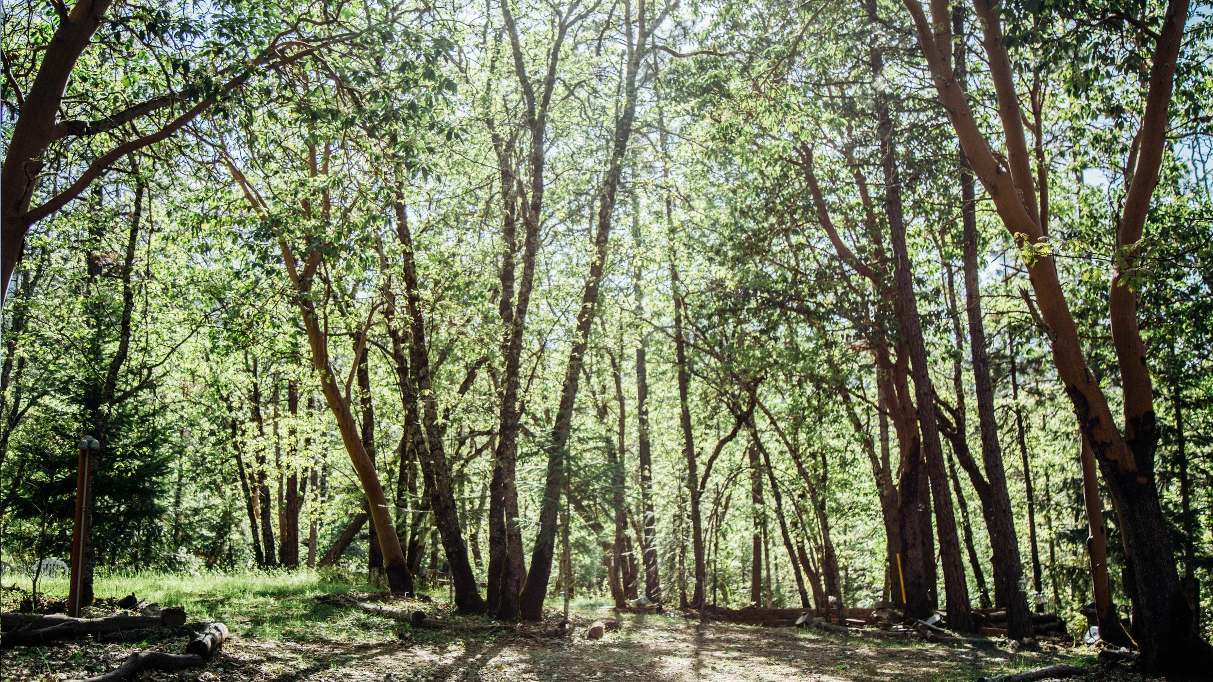ashand-trees-2.jpg