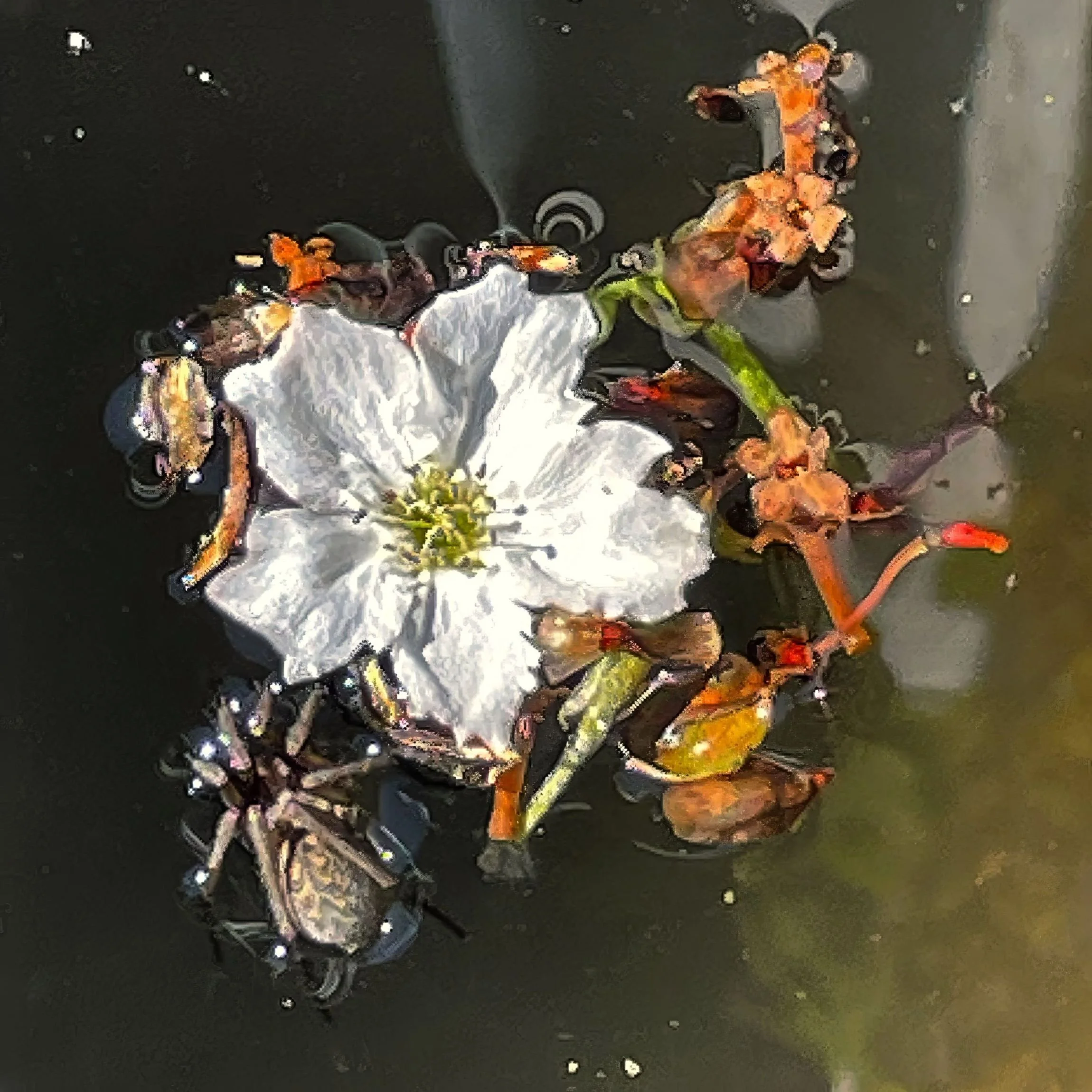 Nashi Blossom and Spider k.jpg