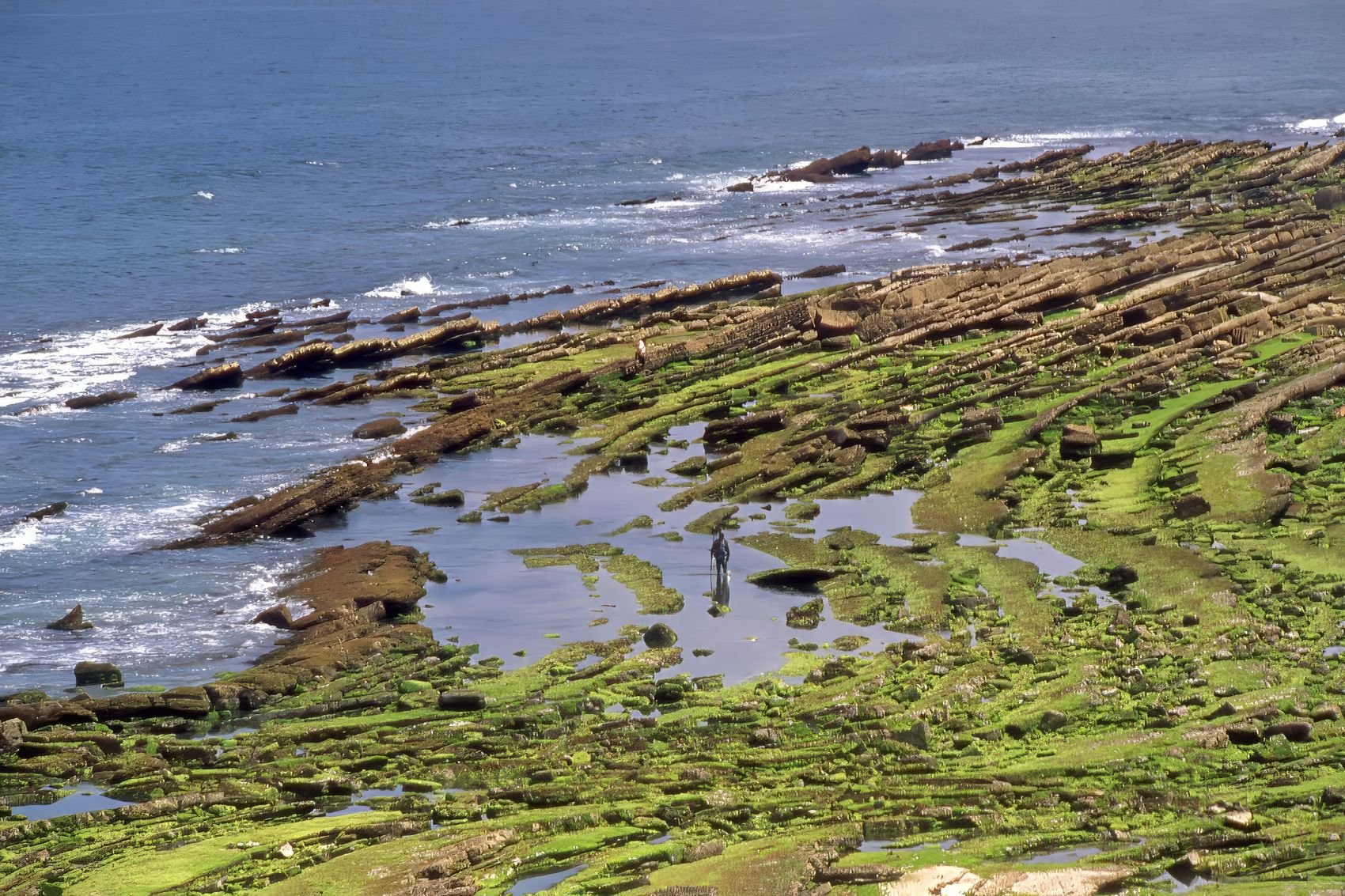 Spain - Shell Gatherer