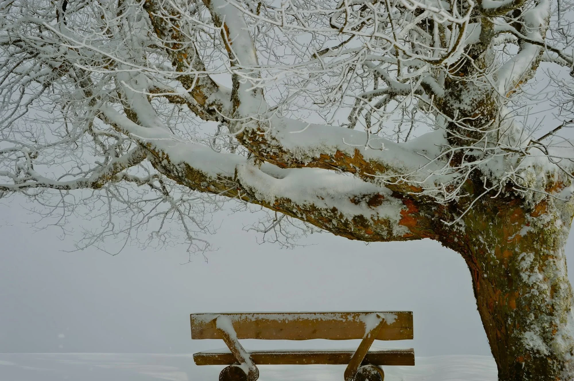 Alp Egg - Bench & Tree
