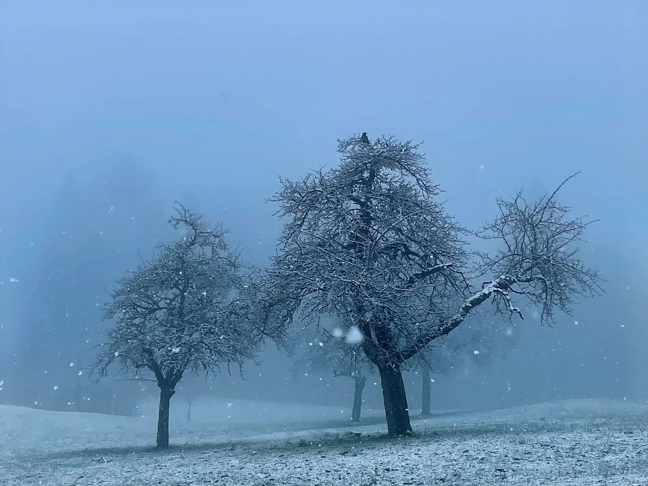 Gebertingen - Bird looking for pray