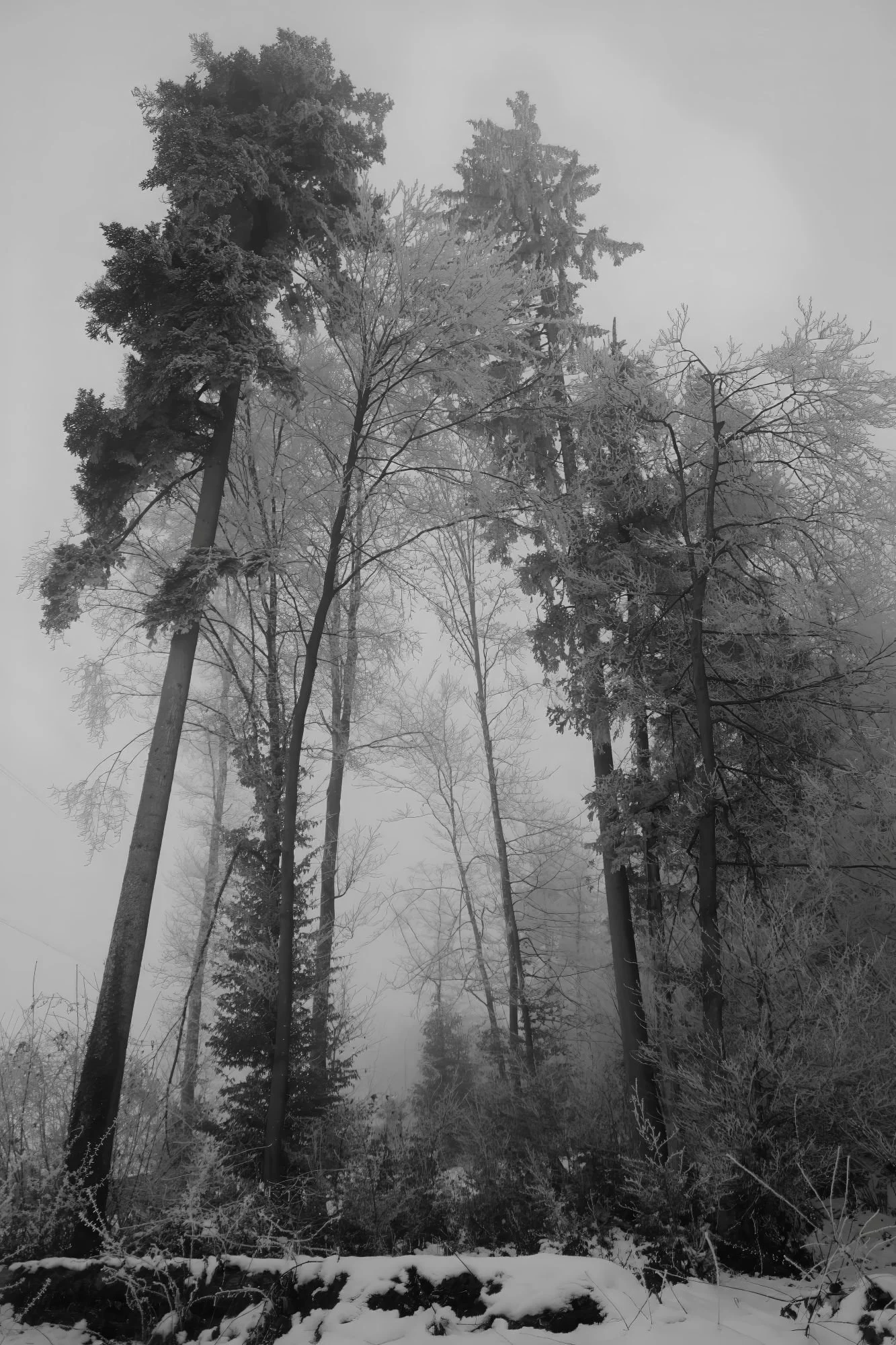 Ernetschwil - Winter Trees