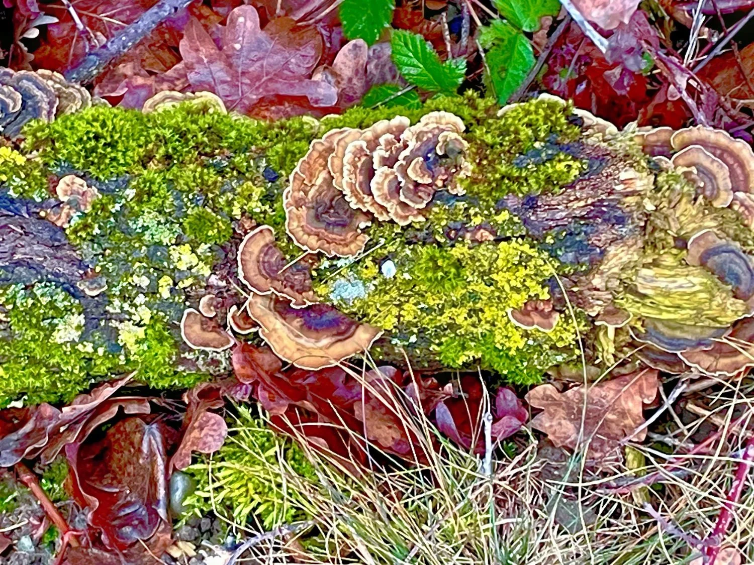 Trametes Versicolor