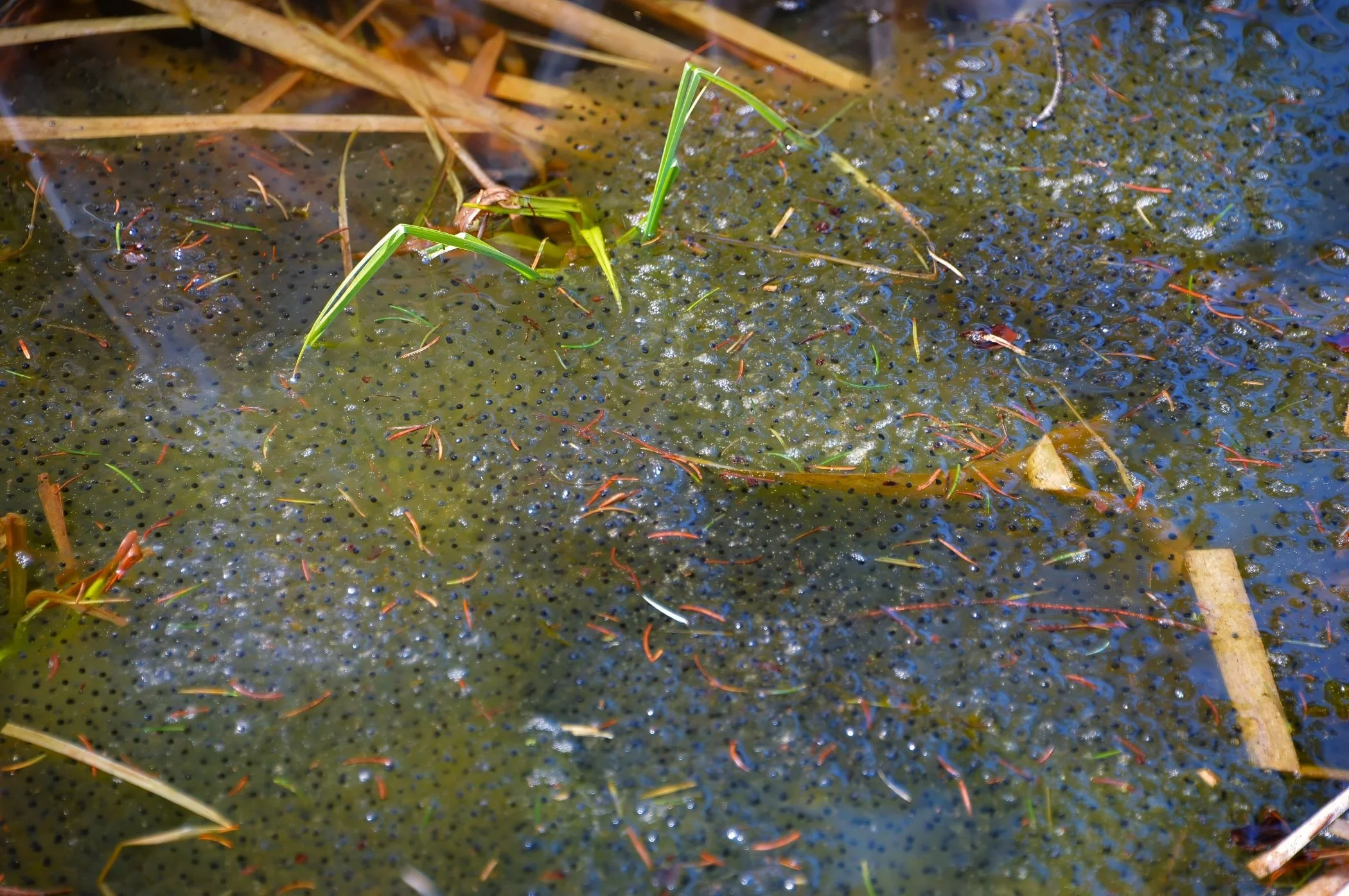 Ricken - Frogspawn in the Biotope