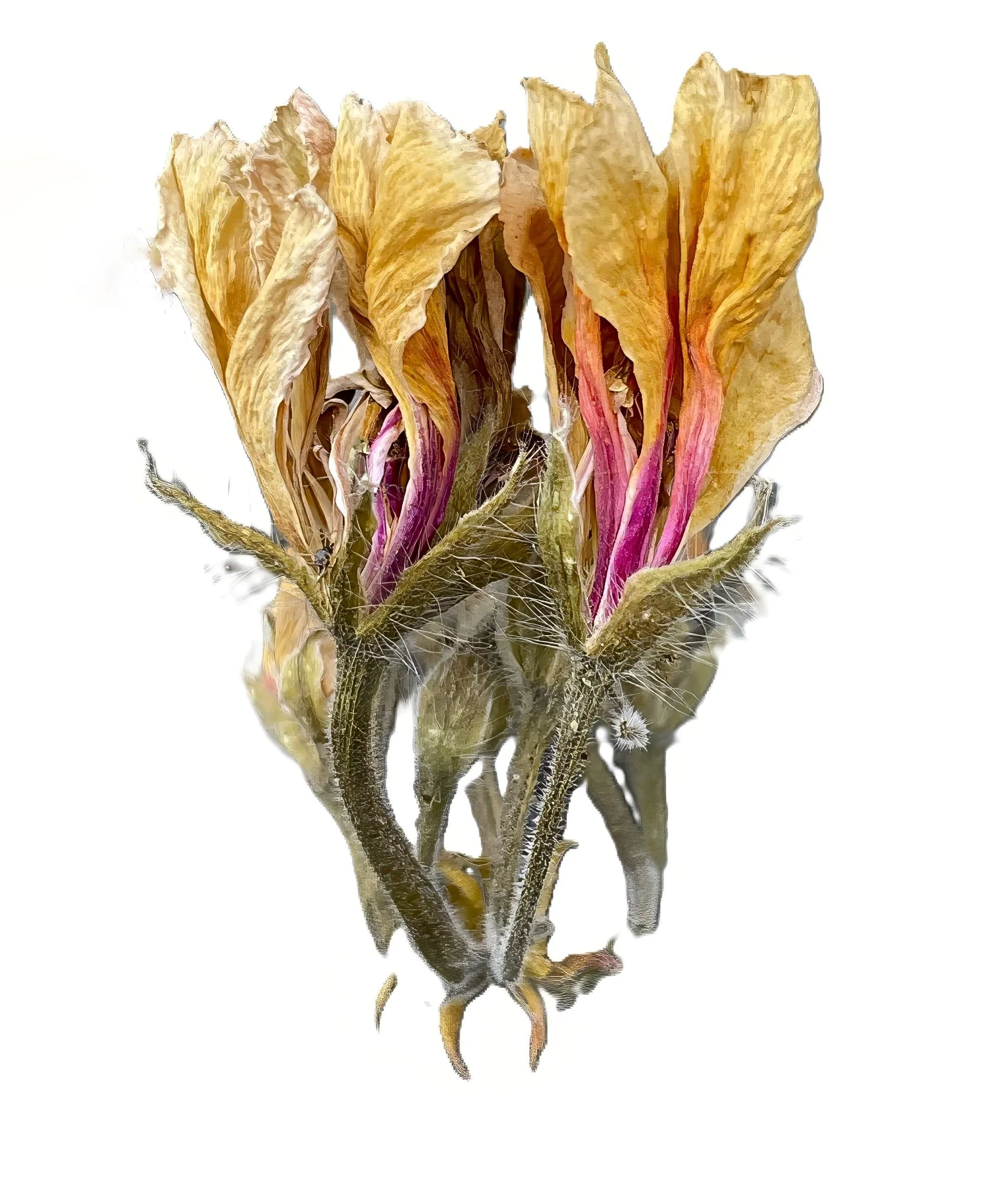 Withered Geranium Blossom II