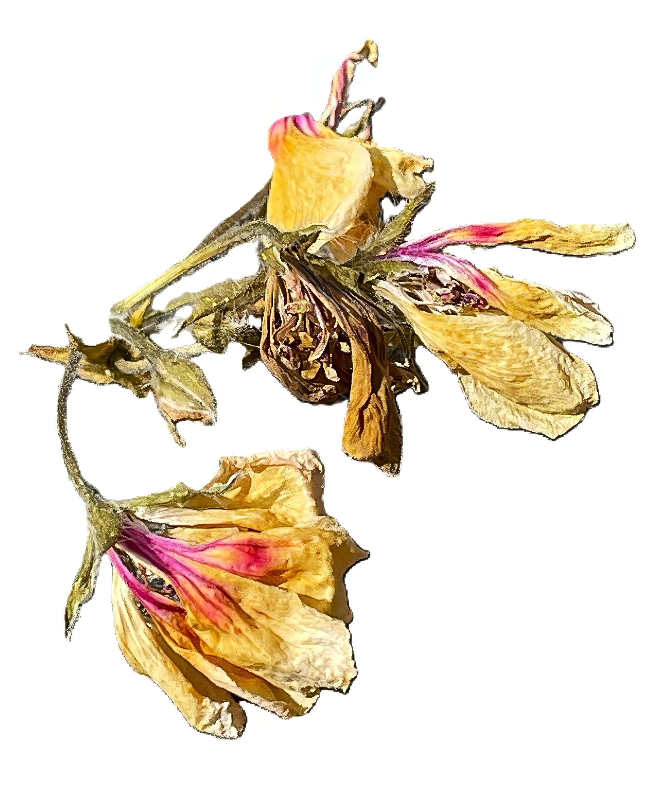 Withered Geranium Blossom IV