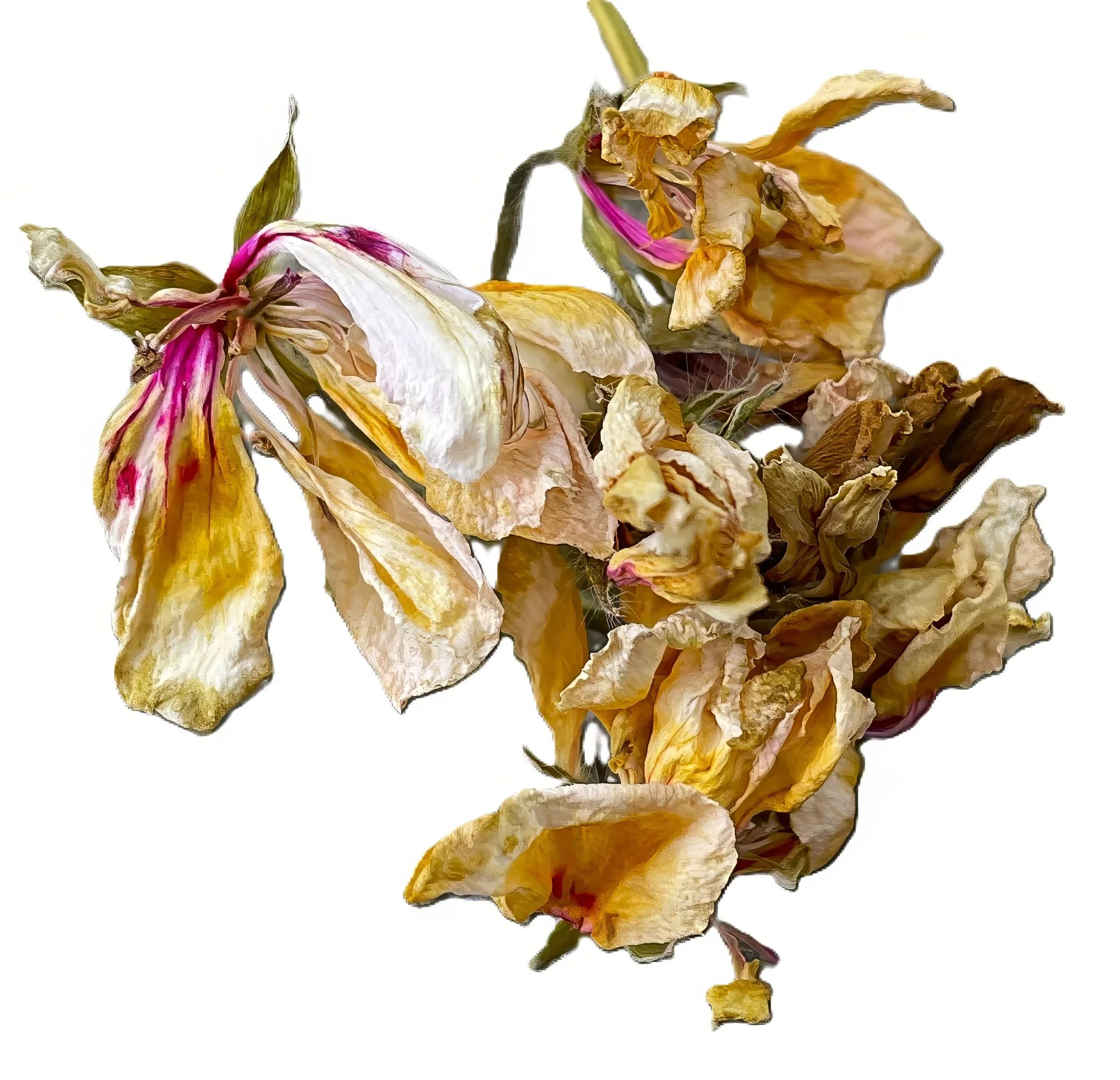 Withered Geranium Blossom III