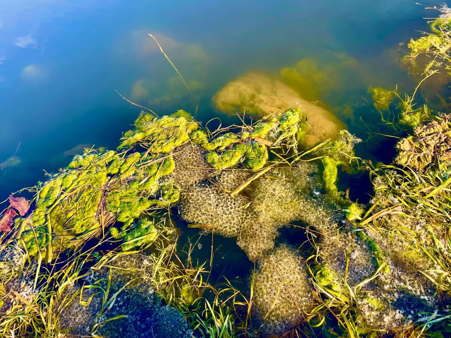 Frogs approaching