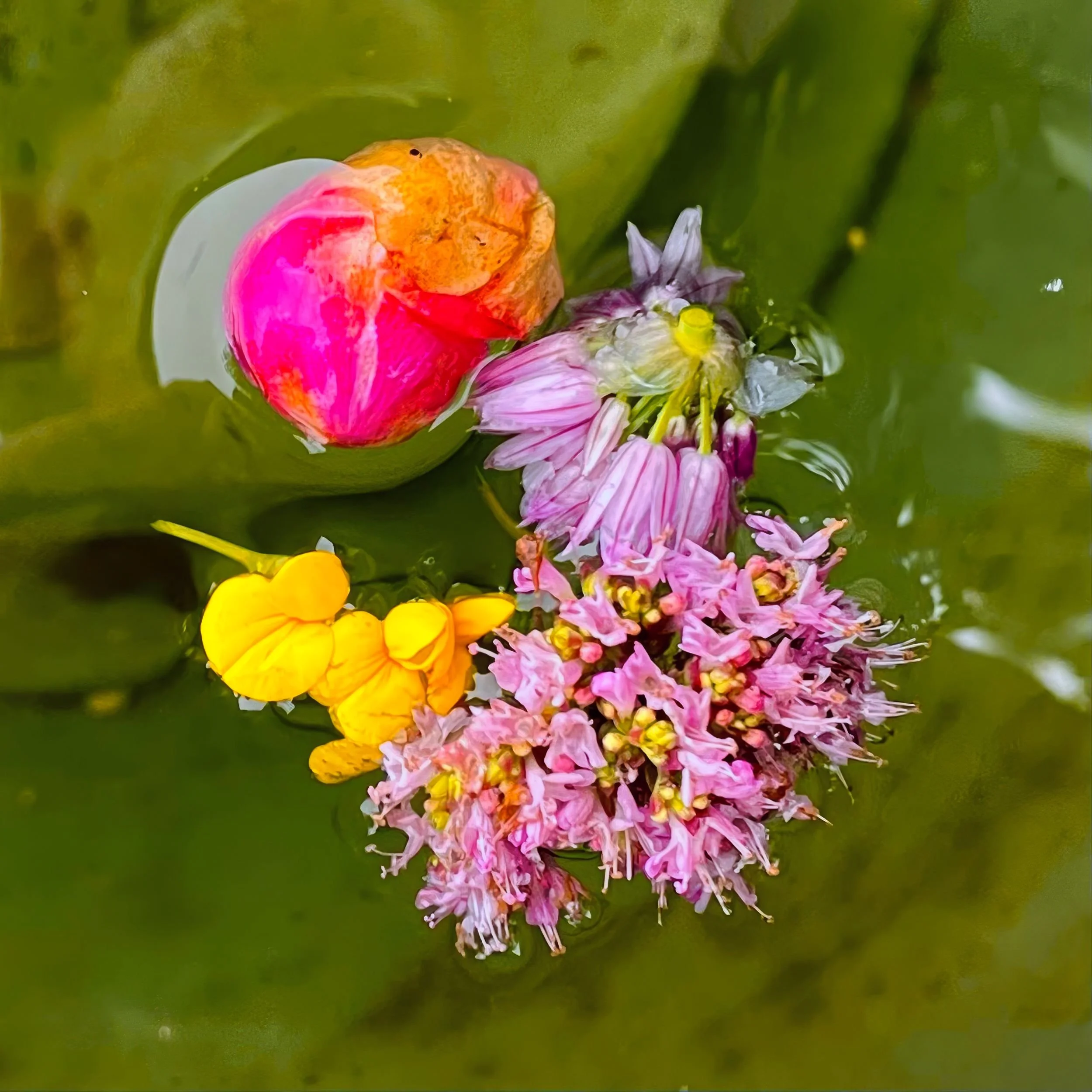 Frozen Flowers