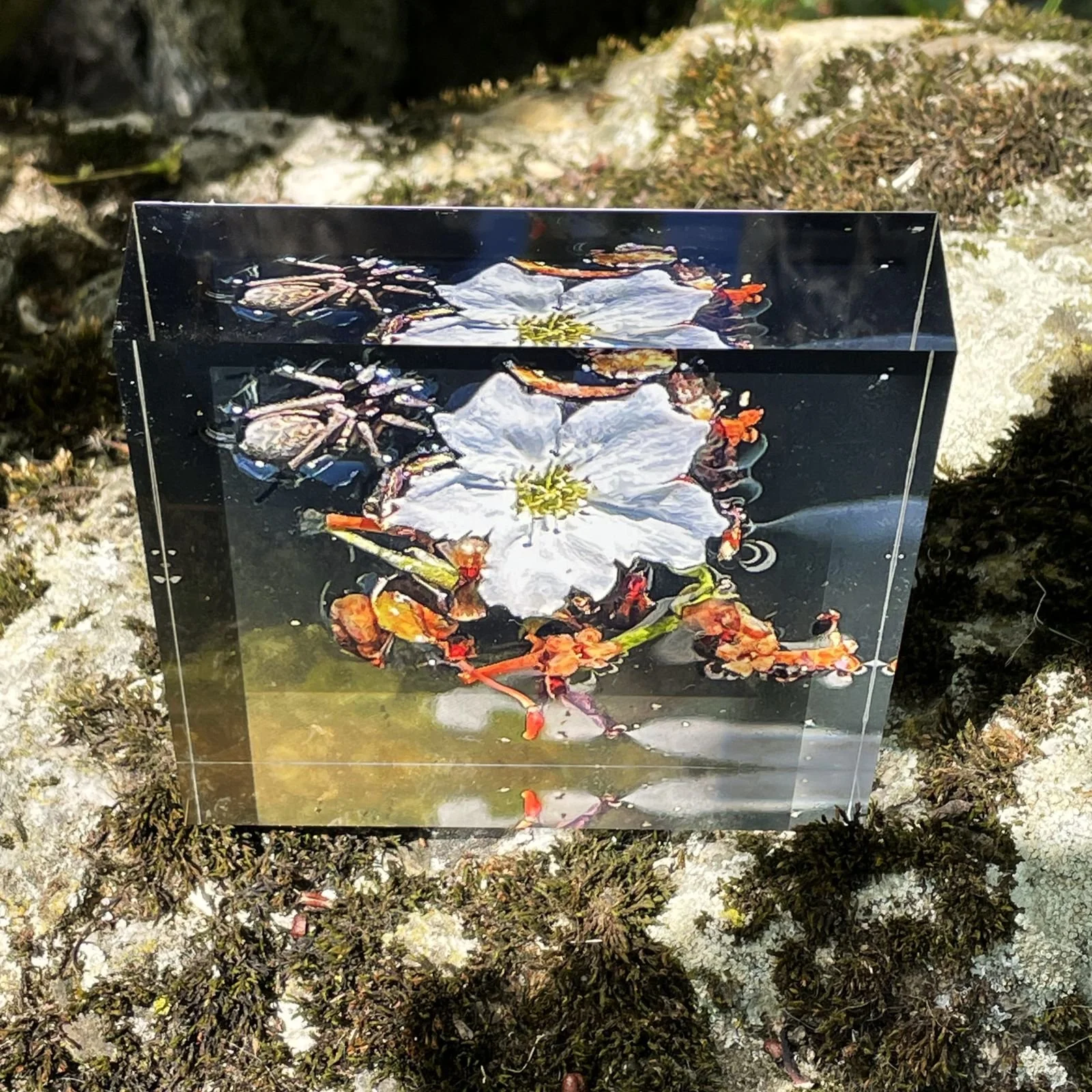 Nashi Blossom & Spider