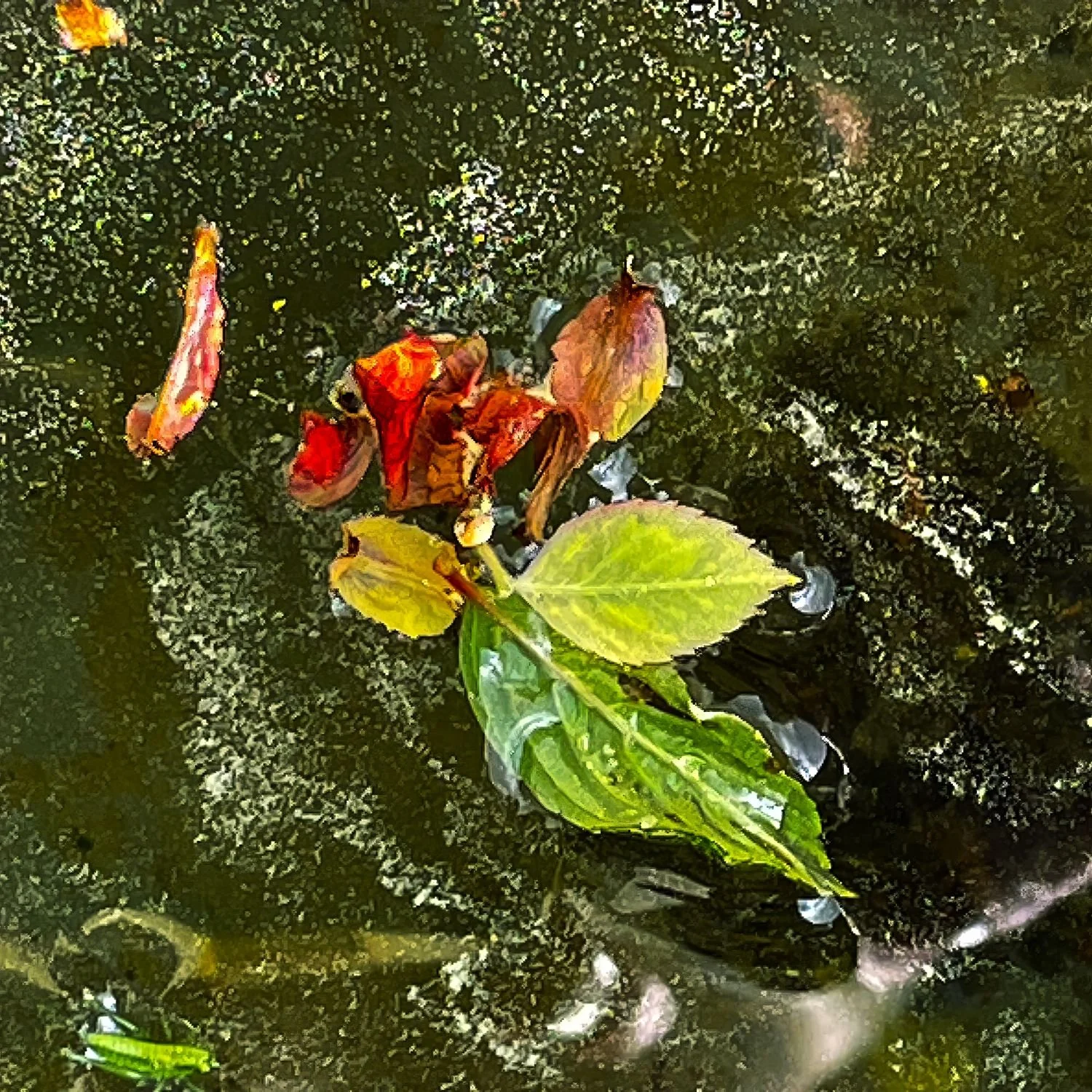 Leaves