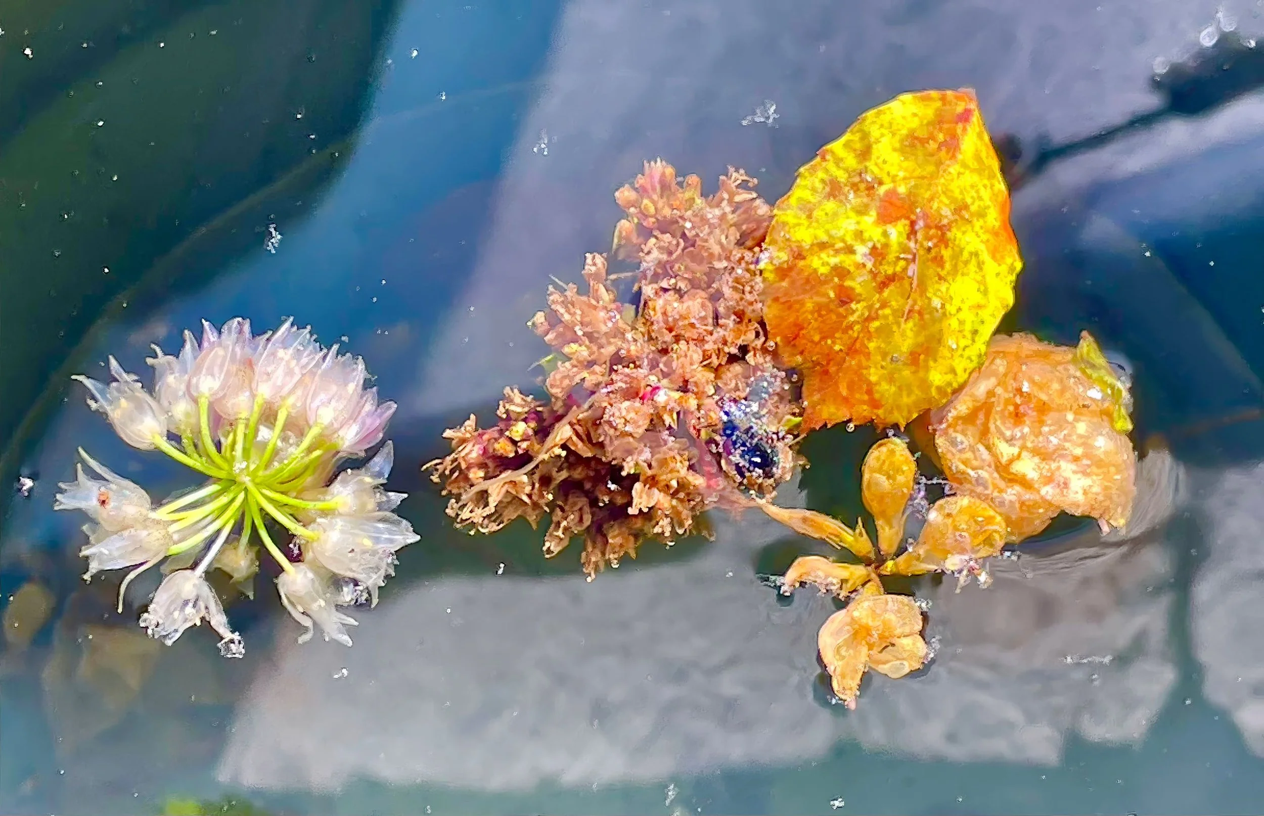 Potpourri