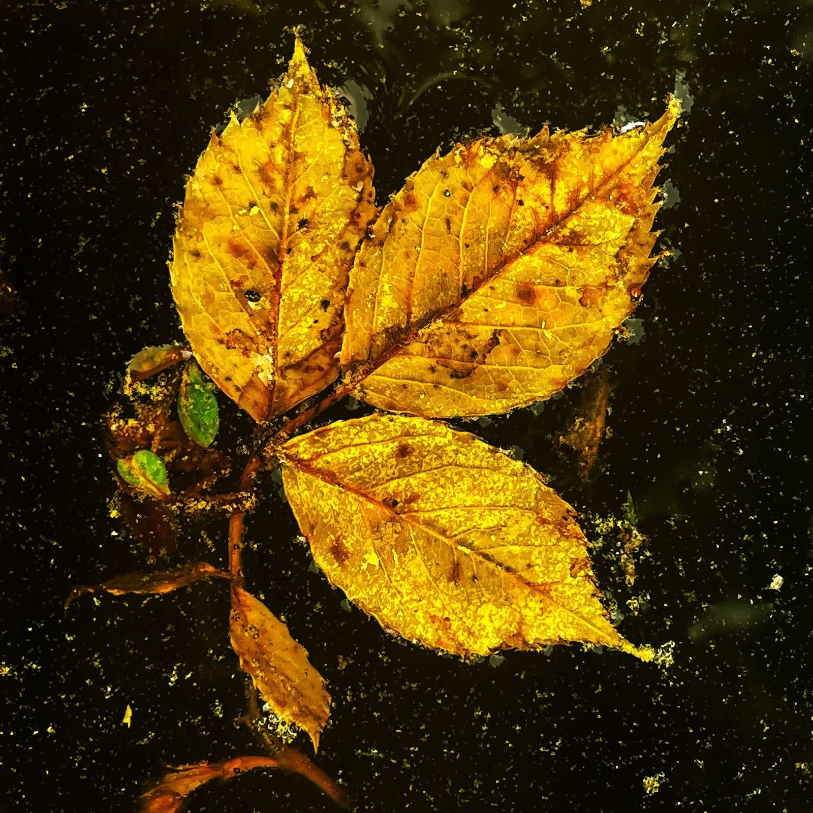 Leaves II
