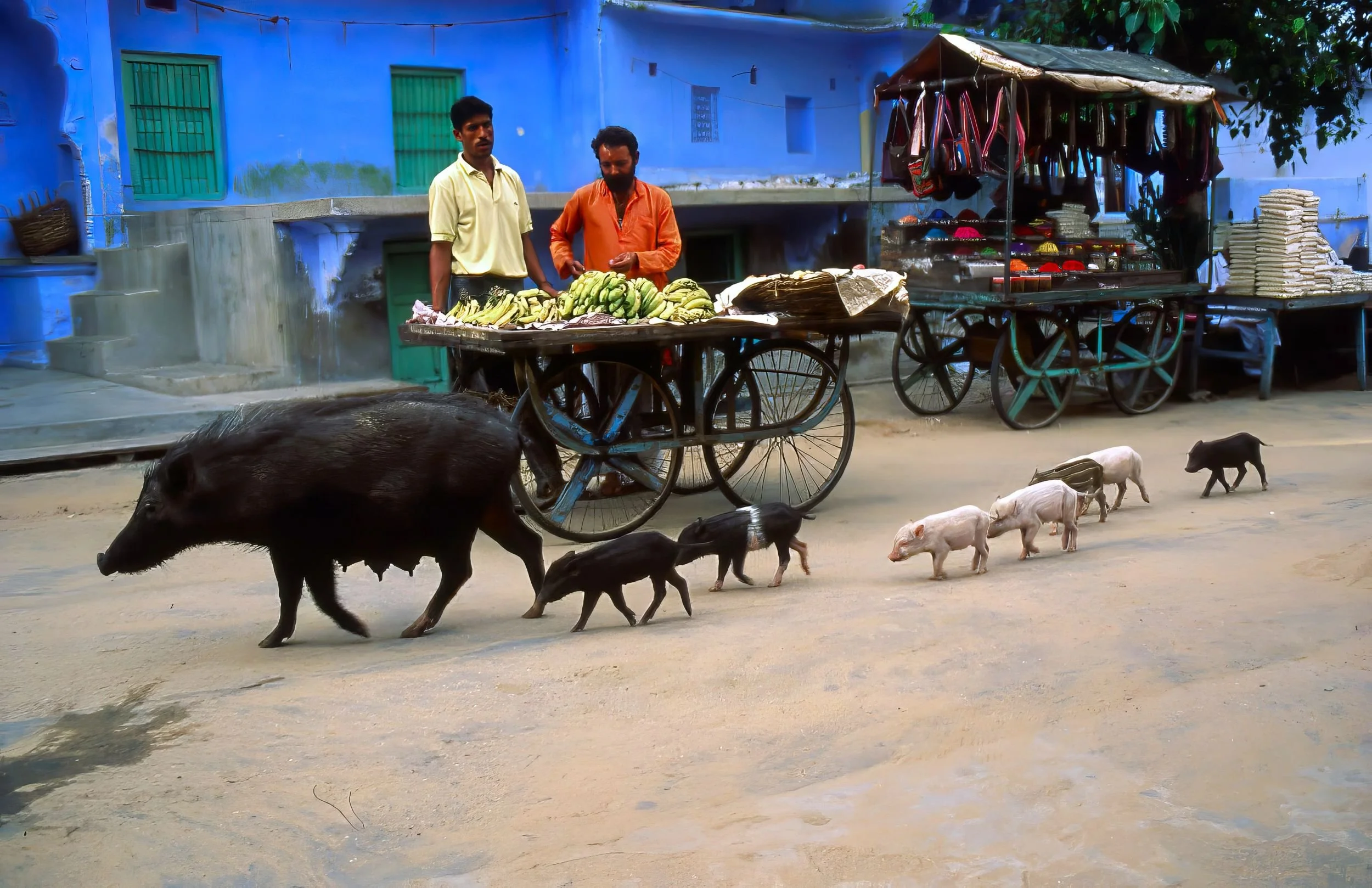 Bananas and Pigs