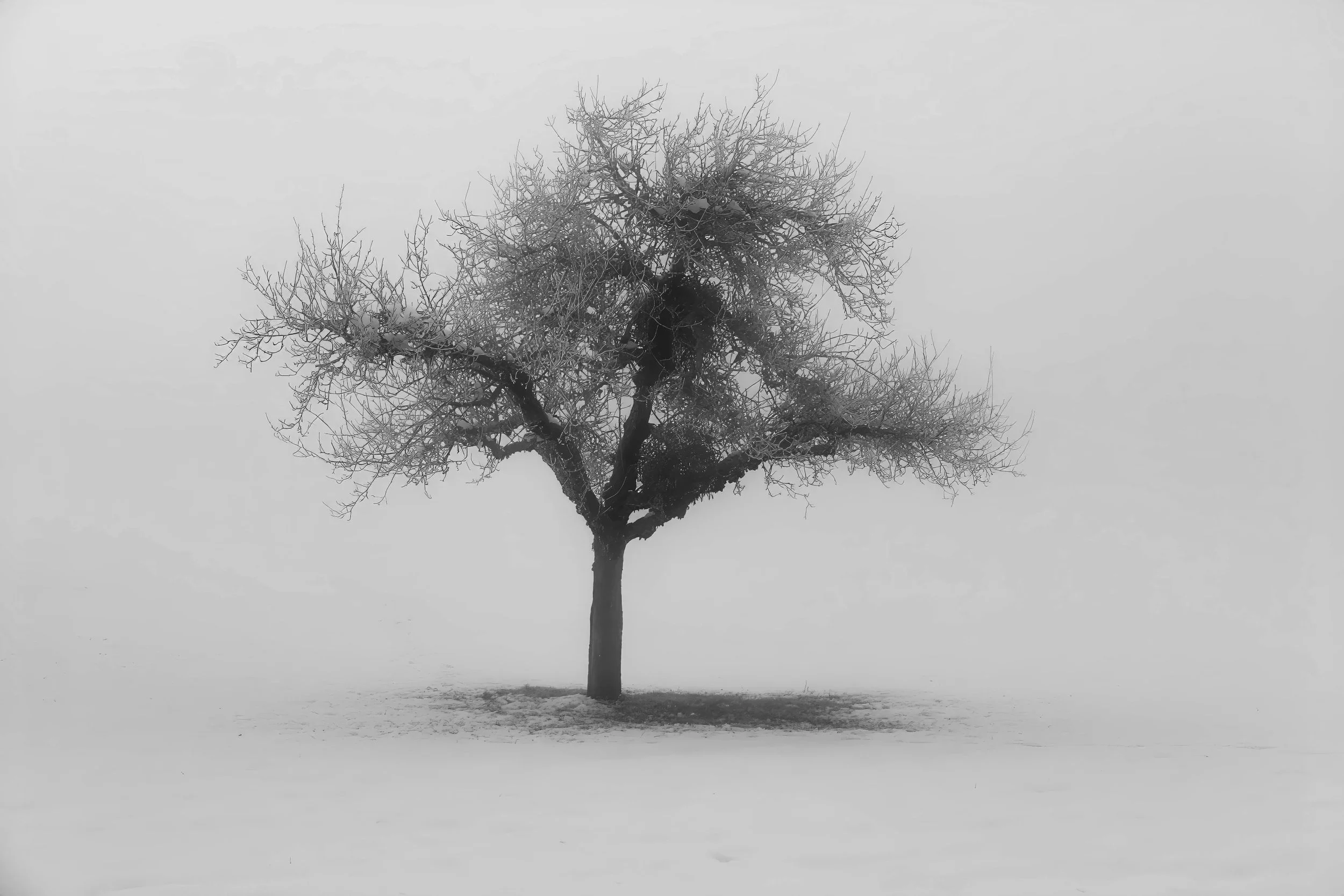 Single Tree