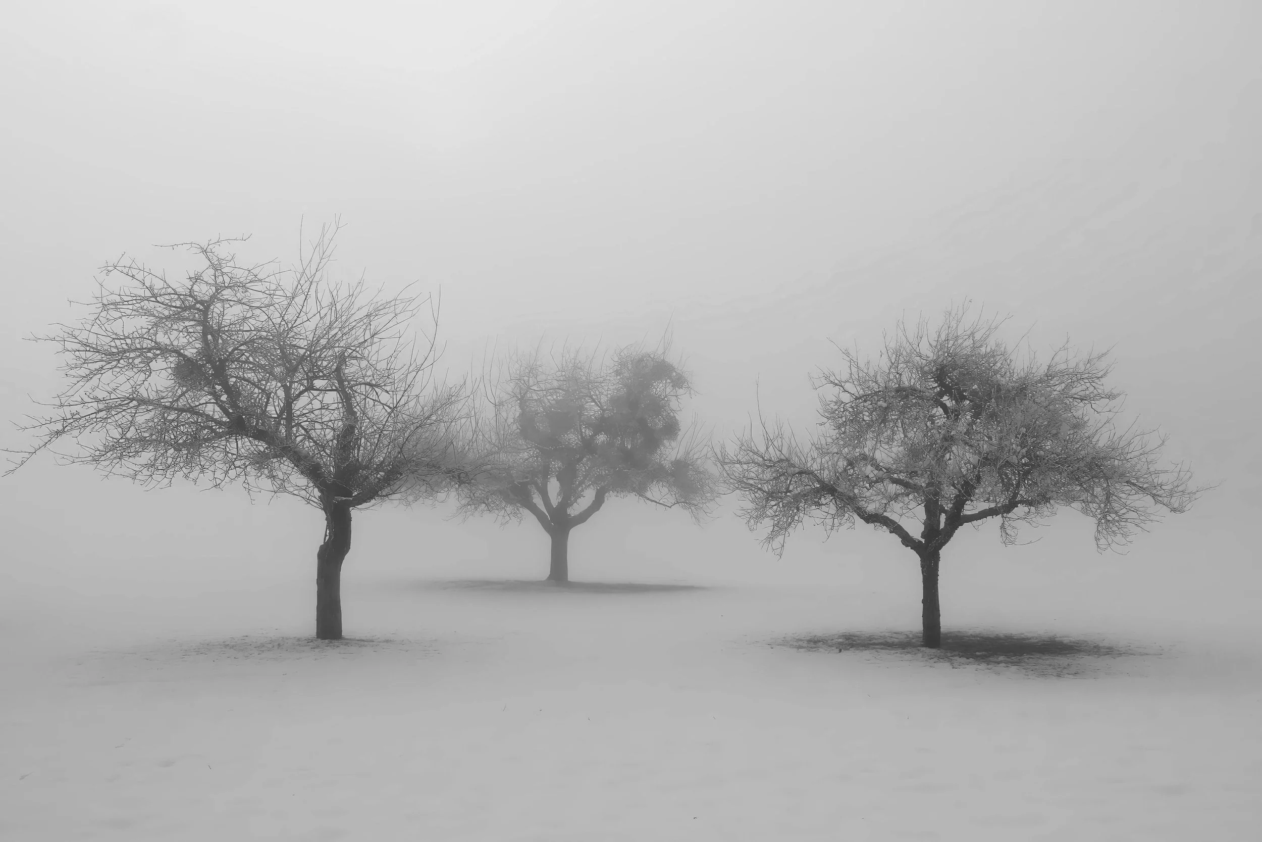 3 Trees