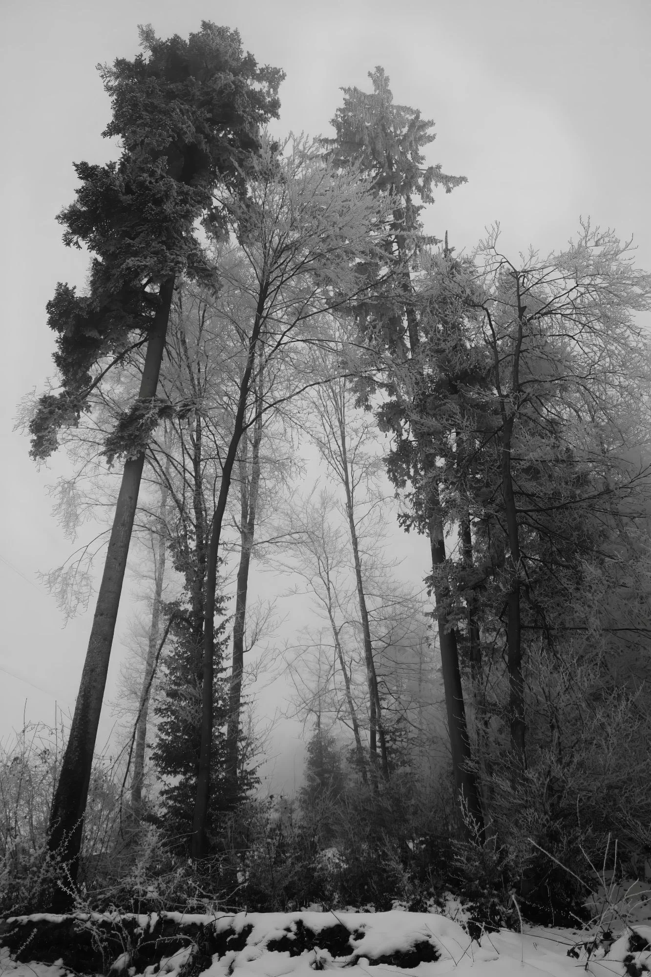 Trees in the Mist