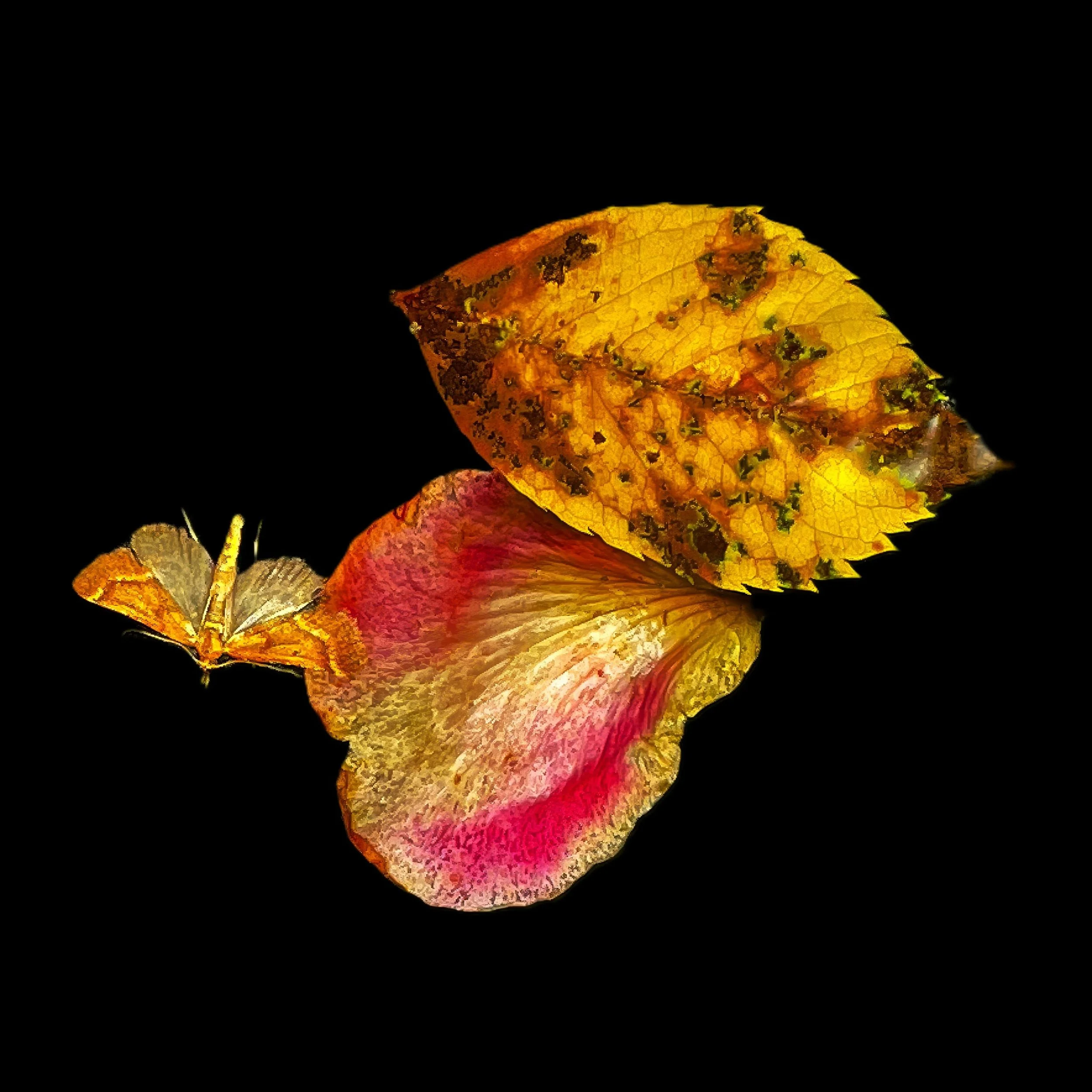 Insect 6