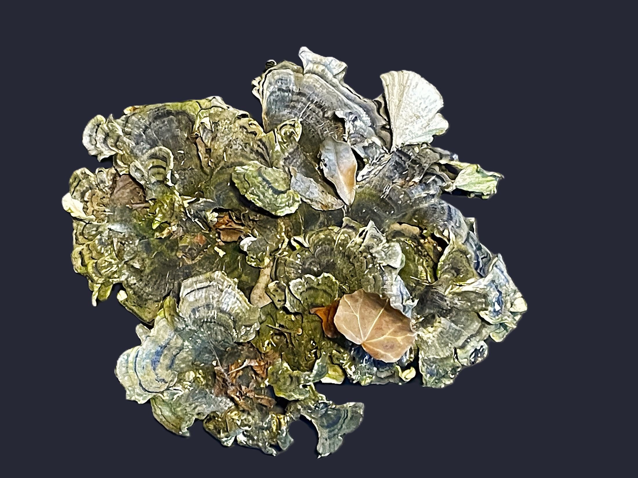 Kigurage Mushroom
