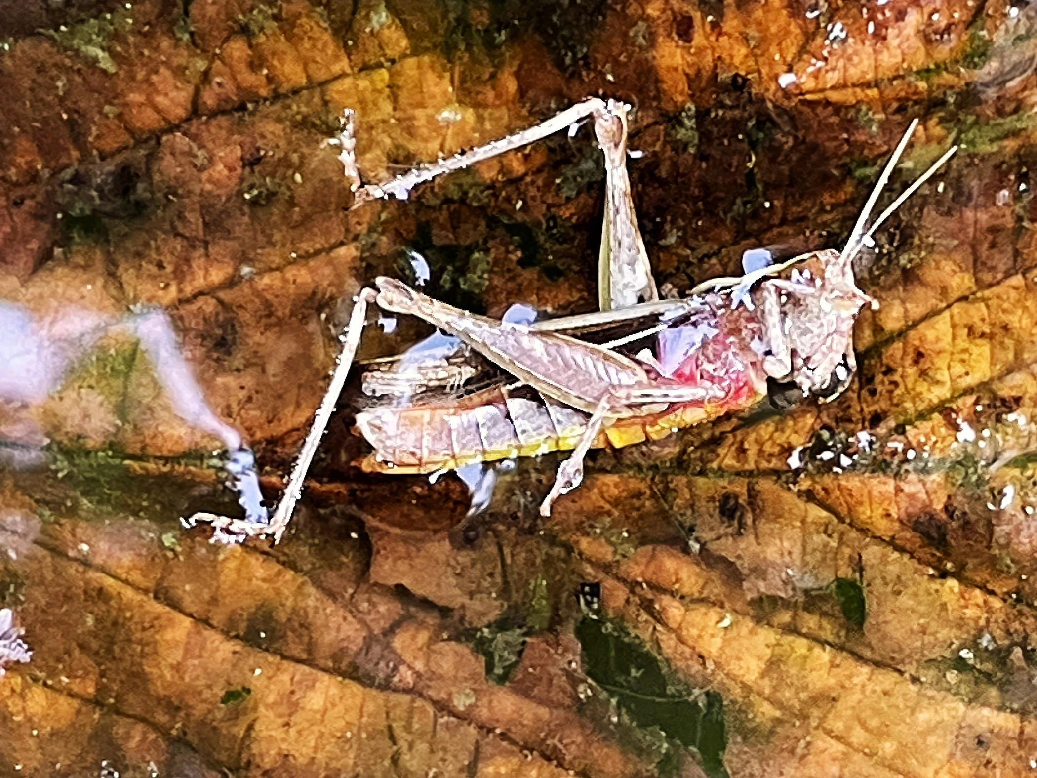 Grasshopper