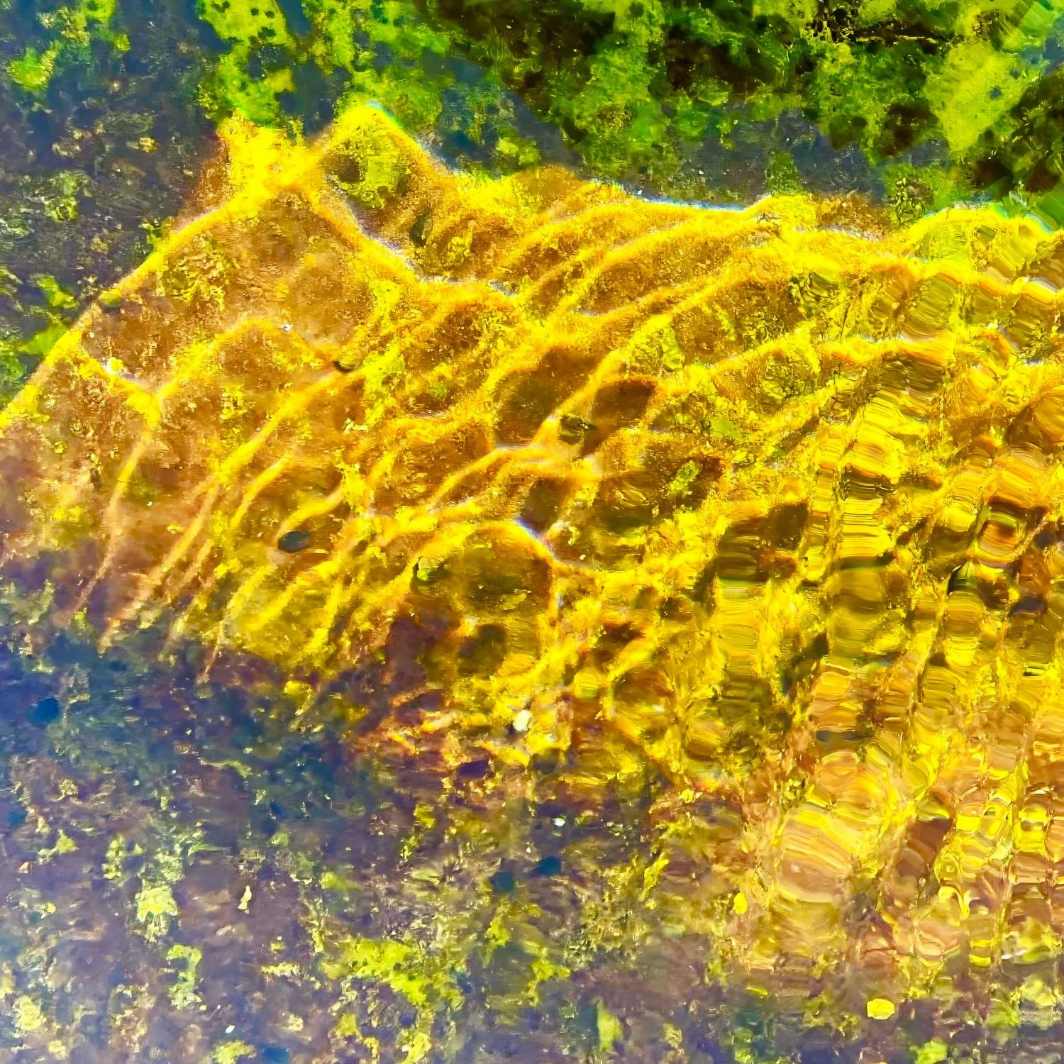 Golden Fleece k.jpg